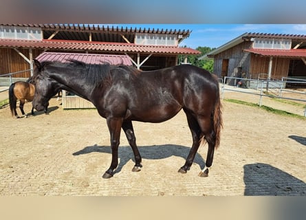 American Quarter Horse, Stute, 1 Jahr, 153 cm, Rappe