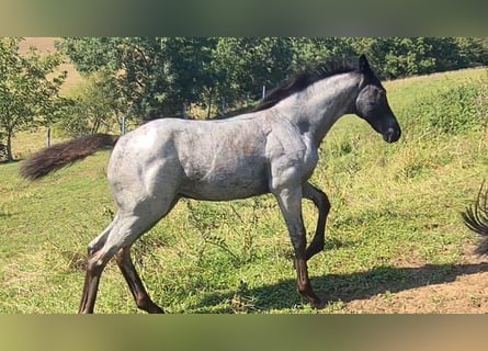 American Quarter Horse, Stute, 1 Jahr, 153 cm, Roan-Blue