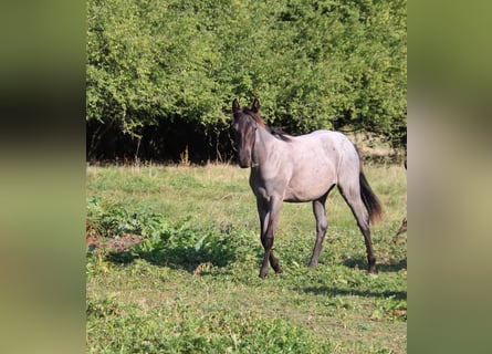 American Quarter Horse, Stute, 1 Jahr, 153 cm, Roan-Blue