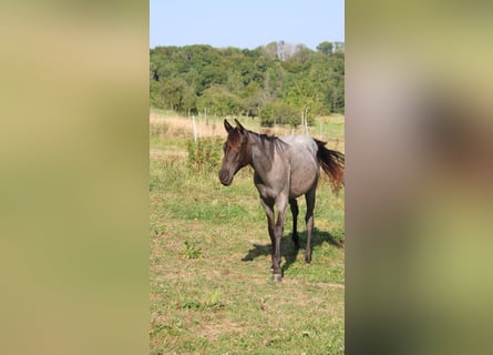 American Quarter Horse, Stute, 1 Jahr, 153 cm, Roan-Blue