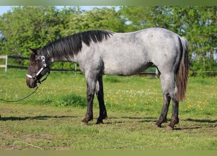 American Quarter Horse, Stute, 1 Jahr, 154 cm, Roan-Blue