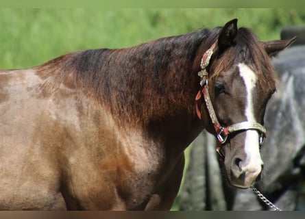 American Quarter Horse, Stute, 1 Jahr, 155 cm, Dunkelbrauner