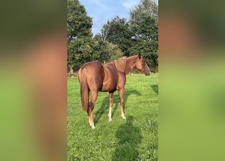 American Quarter Horse, Stute, 1 Jahr, 155 cm, Fuchs