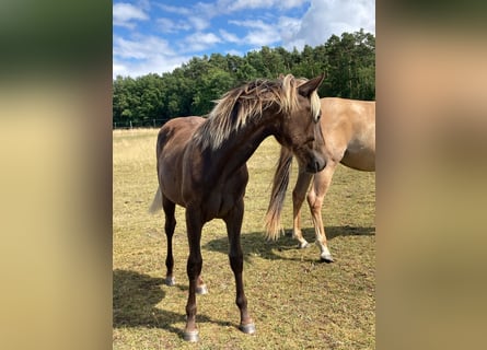 American Quarter Horse, Stute, 1 Jahr, 155 cm