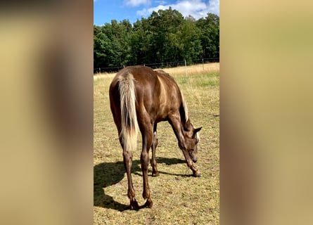 American Quarter Horse, Stute, 1 Jahr, 155 cm