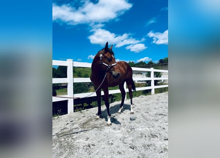 American Quarter Horse, Stute, 1 Jahr, 158 cm, Brauner
