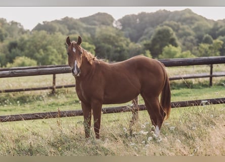 American Quarter Horse, Stute, 1 Jahr, 158 cm, Fuchs