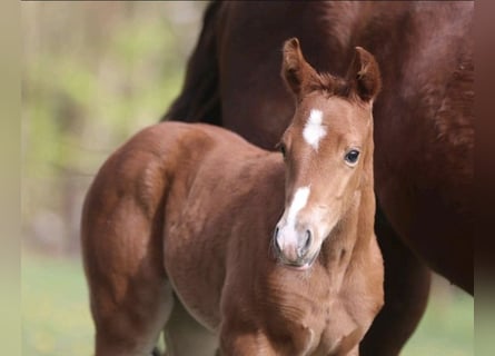 American Quarter Horse, Stute, 1 Jahr, 158 cm, Fuchs