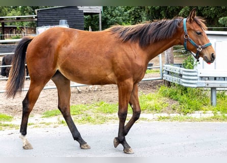 American Quarter Horse, Stute, 1 Jahr, 160 cm, Brauner