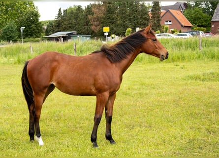 American Quarter Horse, Stute, 1 Jahr, 160 cm, Brauner