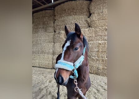 American Quarter Horse, Stute, 1 Jahr, 162 cm, Brauner