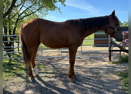 American Quarter Horse, Stute, 1 Jahr, 163 cm, Fuchs