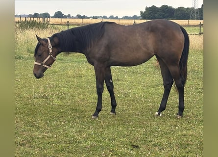 American Quarter Horse, Stute, 1 Jahr, Brauner