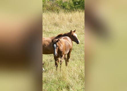 American Quarter Horse, Stute, 1 Jahr, Dunkelbrauner