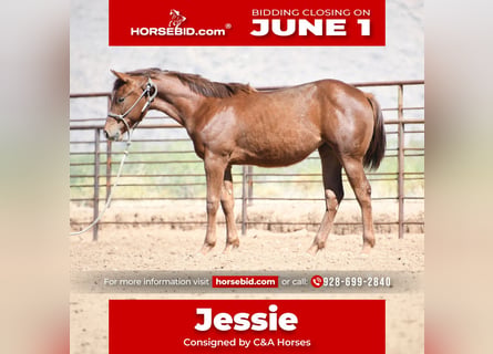 American Quarter Horse, Stute, 1 Jahr, Dunkelfuchs