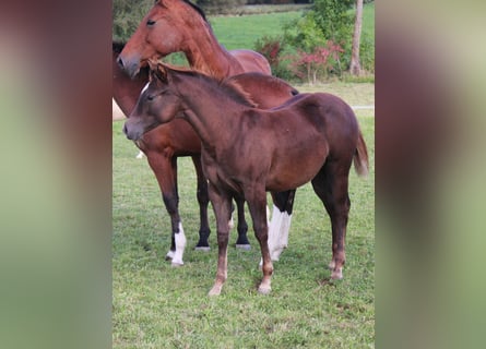 American Quarter Horse, Stute, 1 Jahr, Dunkelfuchs