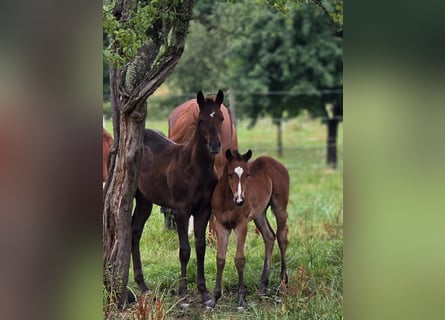 American Quarter Horse, Stute, 1 Jahr, Dunkelfuchs