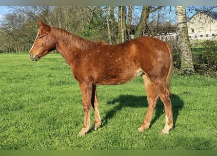 American Quarter Horse, Stute, 1 Jahr, Fuchs