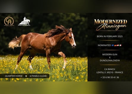 American Quarter Horse, Stute, 1 Jahr, Fuchs
