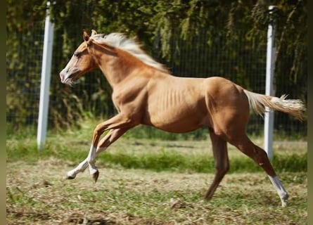 American Quarter Horse, Stute, 1 Jahr