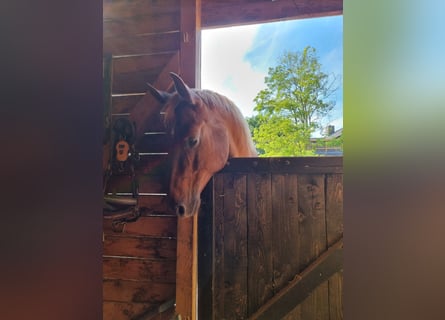 American Quarter Horse, Stute, 20 Jahre, 159 cm, Fuchs