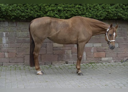 American Quarter Horse, Stute, 21 Jahre, 154 cm, Dunkelfuchs
