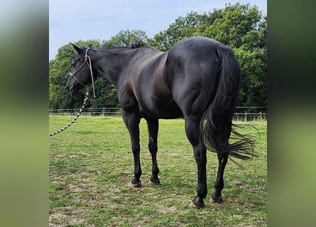 American Quarter Horse, Stute, 21 Jahre, 154 cm, Rappe