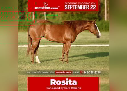 American Quarter Horse, Stute, 2 Jahre, 140 cm, Rotfuchs American Quarter Horse, Stute, 2 Jahre, 140 cm, Rotfuchs