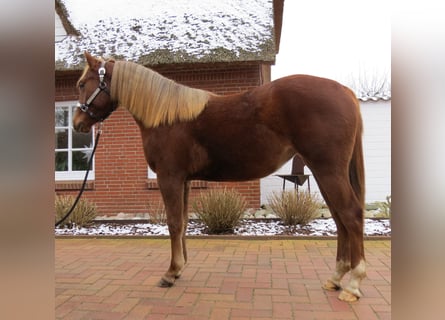 American Quarter Horse, Stute, 2 Jahre, 141 cm, Dunkelfuchs