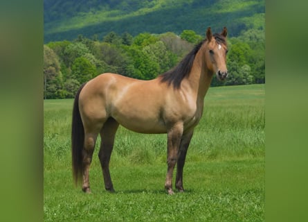 American Quarter Horse, Stute, 2 Jahre, 142 cm, Falbe
