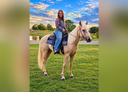 American Quarter Horse, Stute, 2 Jahre, 142 cm, Palomino