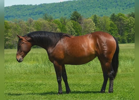 American Quarter Horse, Stute, 2 Jahre, 142 cm, Rotbrauner