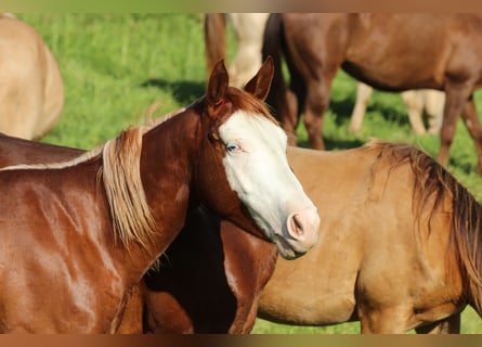 American Quarter Horse, Stute, 2 Jahre, 145 cm, Fuchs