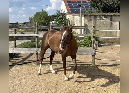 American Quarter Horse, Stute, 2 Jahre, 146 cm, Dunkelfuchs