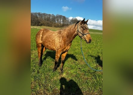American Quarter Horse, Stute, 2 Jahre, 147 cm, Buckskin