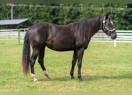 American Quarter Horse, Stute, 2 Jahre, 147 cm, Rappe