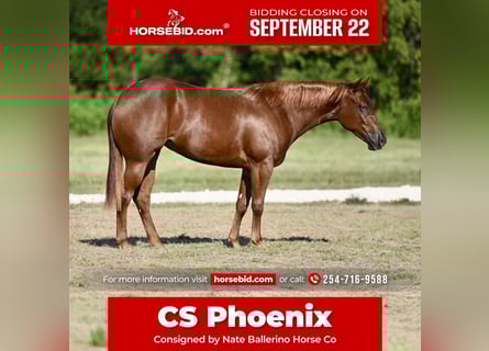 American Quarter Horse, Stute, 2 Jahre, 147 cm, Rotfuchs