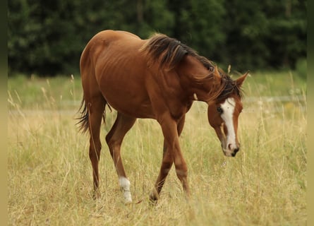 American Quarter Horse, Stute, 2 Jahre, 148 cm, Brauner