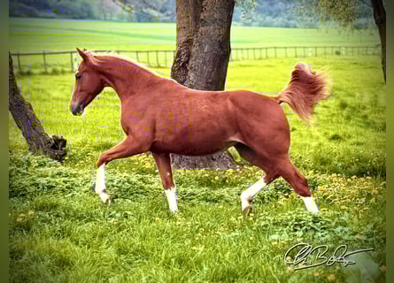 American Quarter Horse, Stute, 2 Jahre, 148 cm, Fuchs