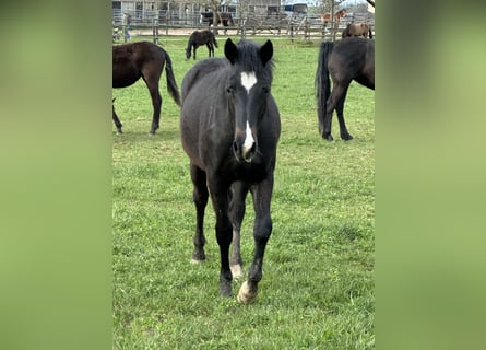 American Quarter Horse Mix, Stute, 2 Jahre, 148 cm, Schwarzbrauner