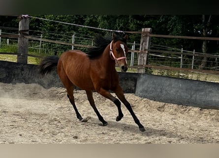 American Quarter Horse, Stute, 2 Jahre, 150 cm, Brauner