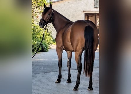 American Quarter Horse, Stute, 2 Jahre, 150 cm, Brauner