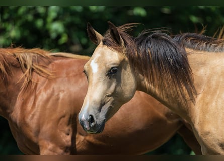 American Quarter Horse, Stute, 2 Jahre, 150 cm, Buckskin