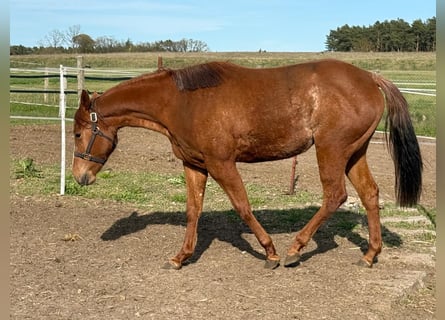 American Quarter Horse, Stute, 2 Jahre, 150 cm, Dunkelfuchs