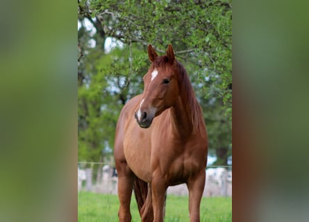 American Quarter Horse, Stute, 2 Jahre, 150 cm, Dunkelfuchs