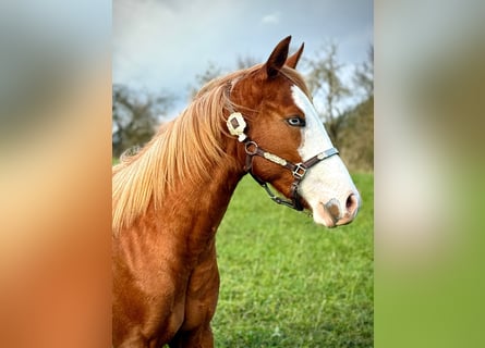 American Quarter Horse, Stute, 2 Jahre, 150 cm, Fuchs