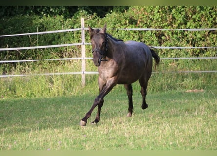 American Quarter Horse, Stute, 2 Jahre, 150 cm, Roan-Blue
