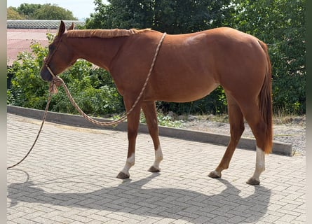 American Quarter Horse, Stute, 2 Jahre, 152 cm, Fuchs