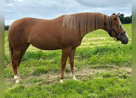 American Quarter Horse, Stute, 2 Jahre, 152 cm, Fuchs