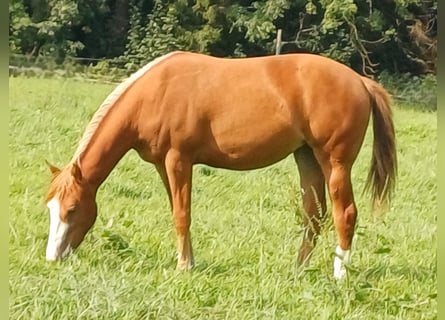 American Quarter Horse, Stute, 2 Jahre, 152 cm, Fuchs